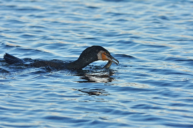 18 01 17_5835_edited-1.jpg - CORMORANT - POOLE PARK, DORSET - 18.1.17